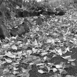 Meet your Posher, Destiny